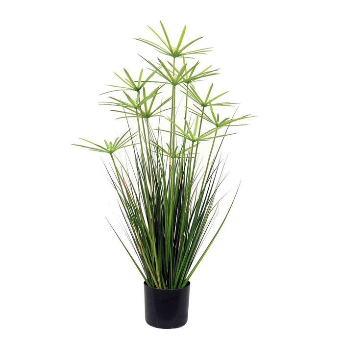 Onion Grass Flower in Pot 90cm