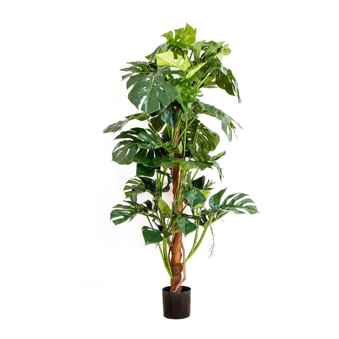 Split-Leaf Philodendron