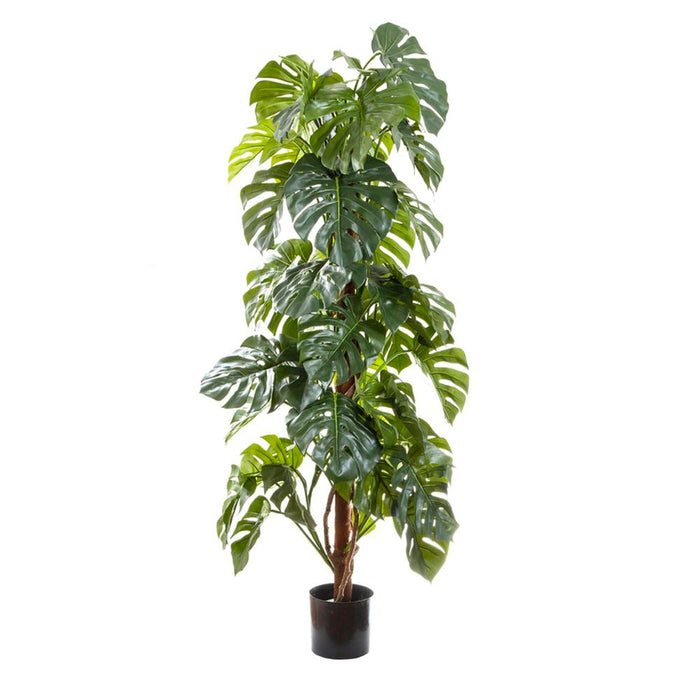 Split-Leaf Philodendron