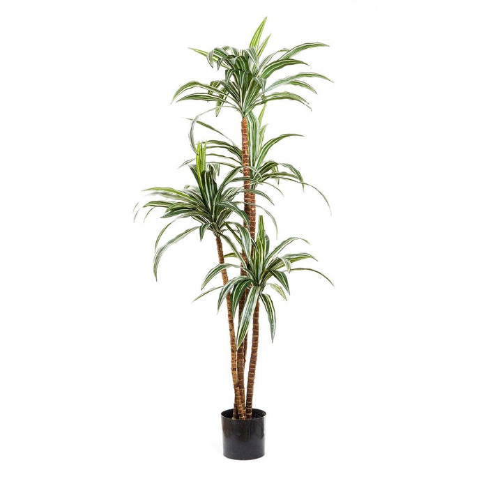 Variegated Dracaena 1.6m