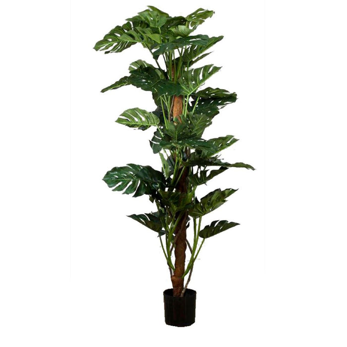 Split-Leaf Philodendron