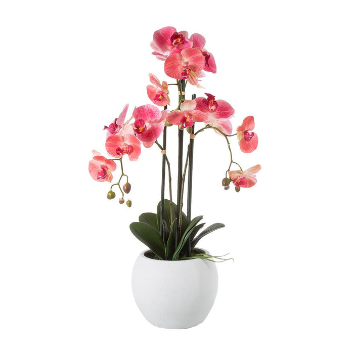 Orchid in White Pot