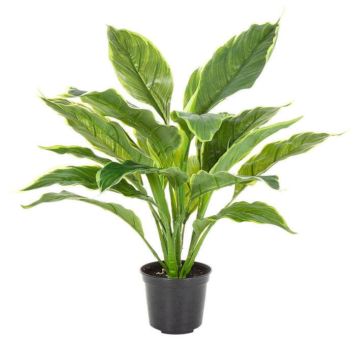 PRE-ORDER Hosta Plant real touch in Pot 42cm Green