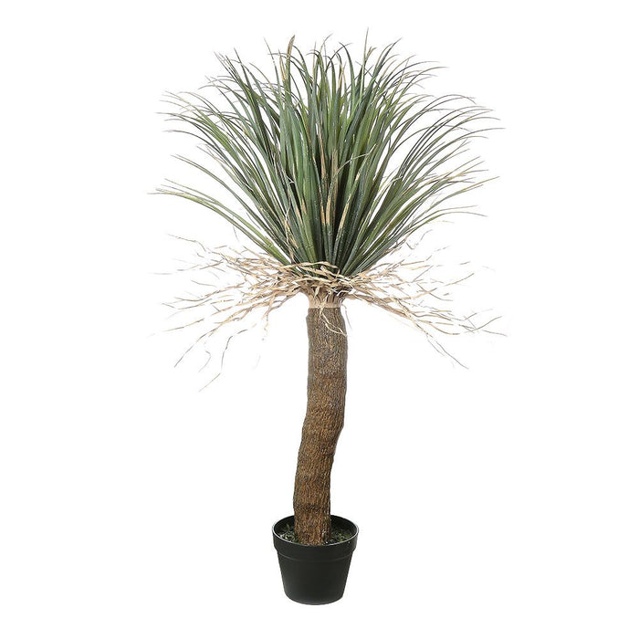 Grass Tree