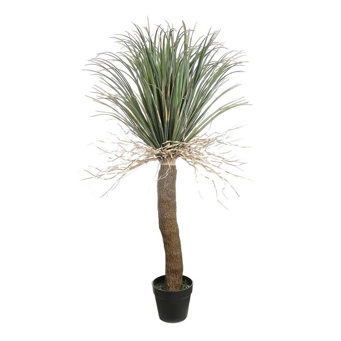 Grass Tree