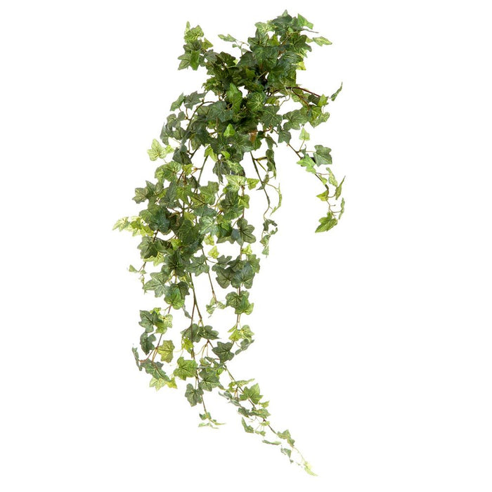 Ivy Bush Vine 85cm