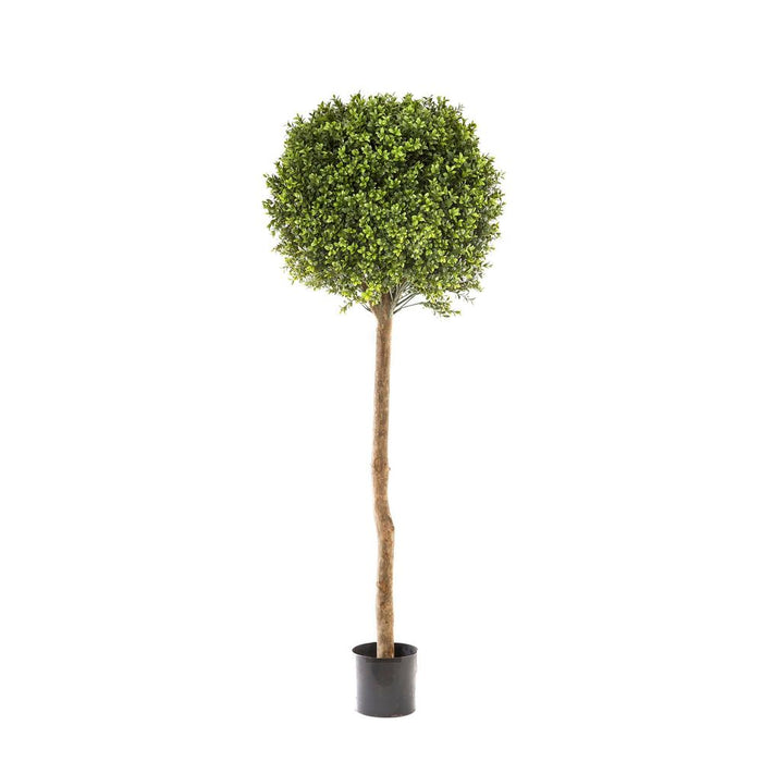 Boxwood Ball Tree