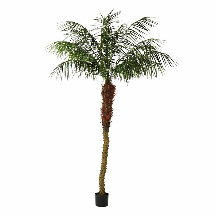 Phoenix Palm Tree