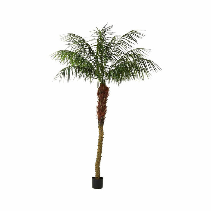 Phoenix Palm Tree