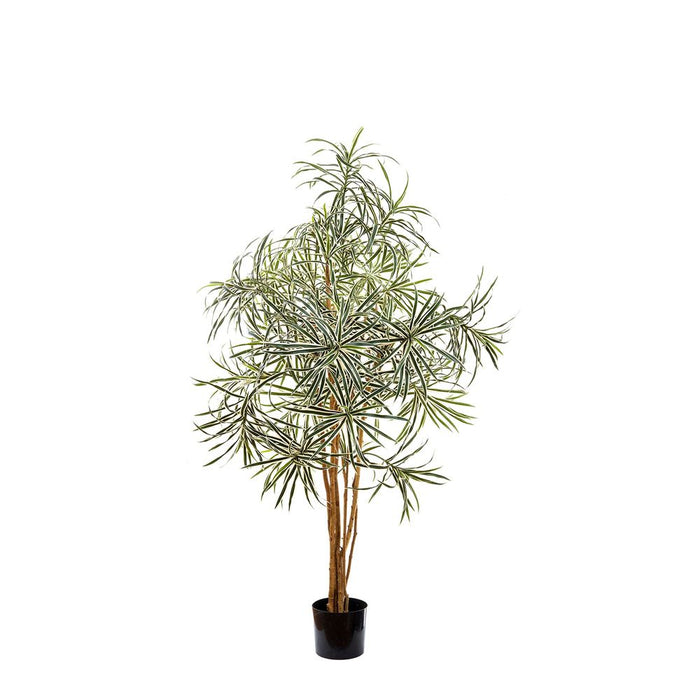 Dracaena Reflexa Anita Variegated 1.2m