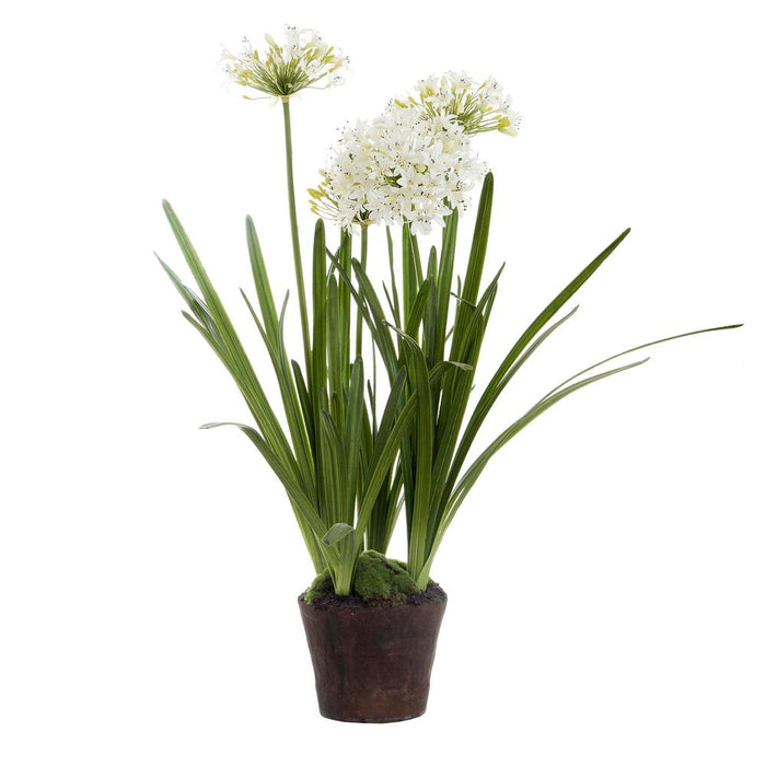 Agapanthus in Paper Pot