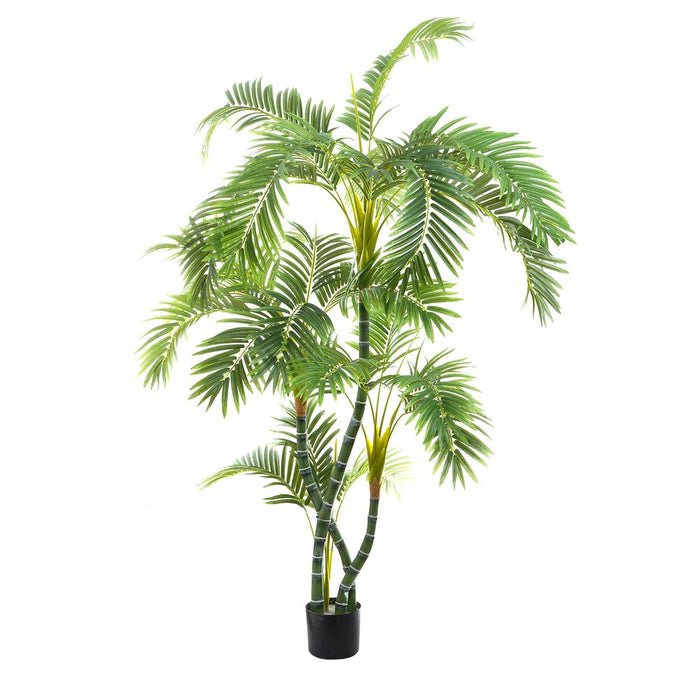 Areca Palm Twisted Trunk