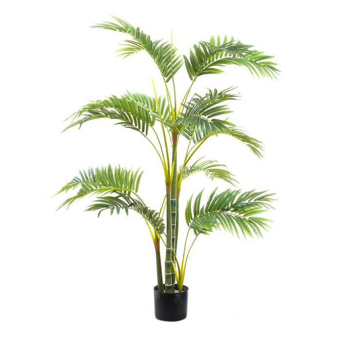 Areca Palm Multi Trunk