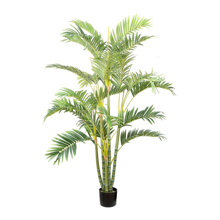 Areca Palm Multi Trunk