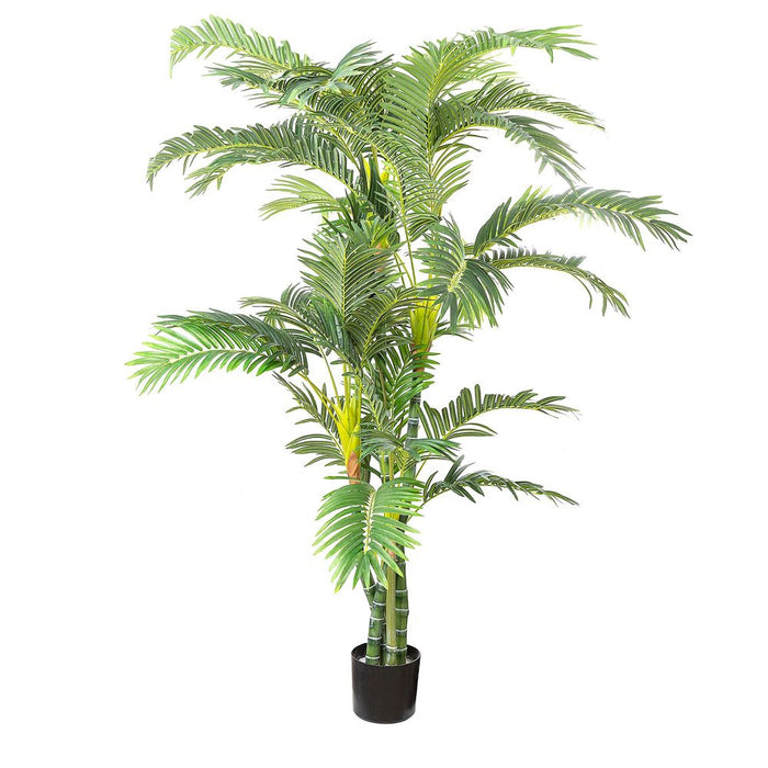 Areca Palm Twisted Trunk