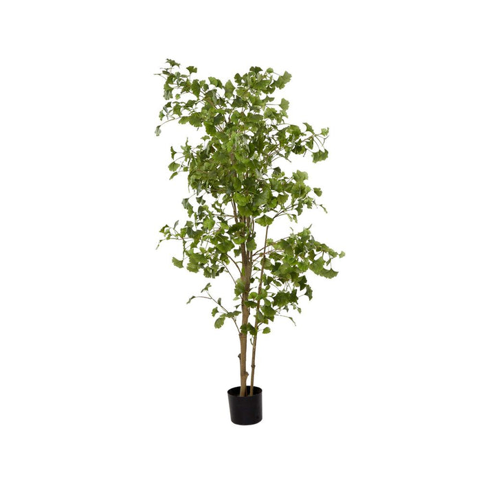 Ginko Tree Potted