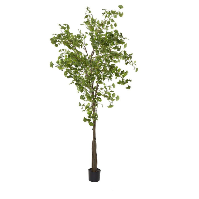 Ginko Tree Potted