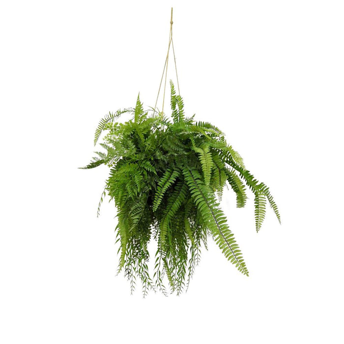 Fern Hanging 90cm