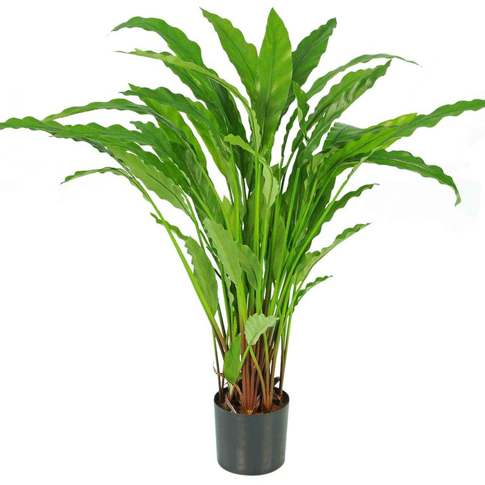 Calathea Potted Bush 82cm