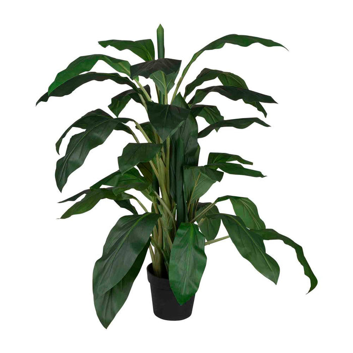 Dracaena in Pot 1.22m