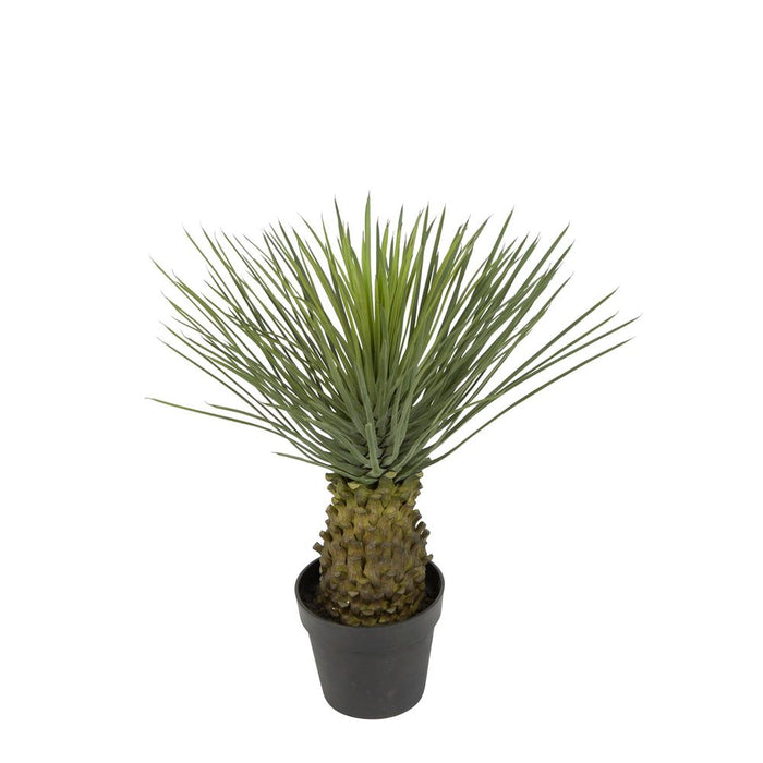 Hedgehog Grass Tree In Pot