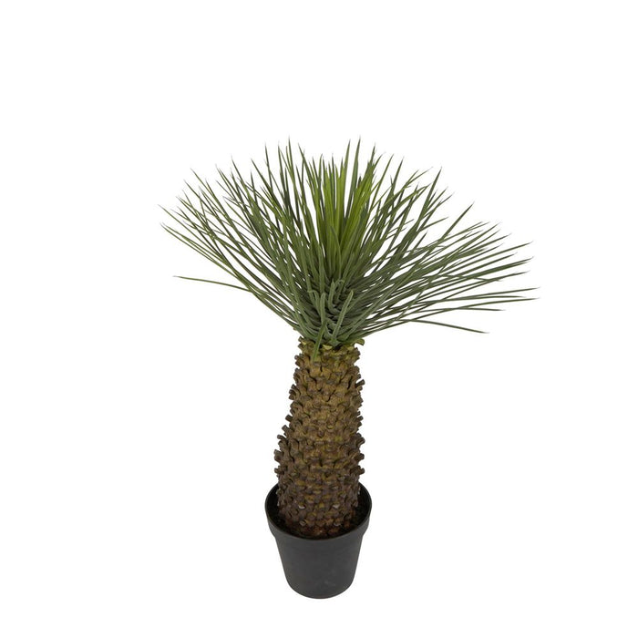 Hedgehog Grass Tree In Pot