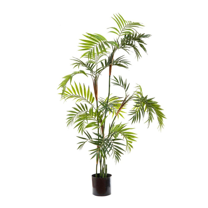 Parlour Palm