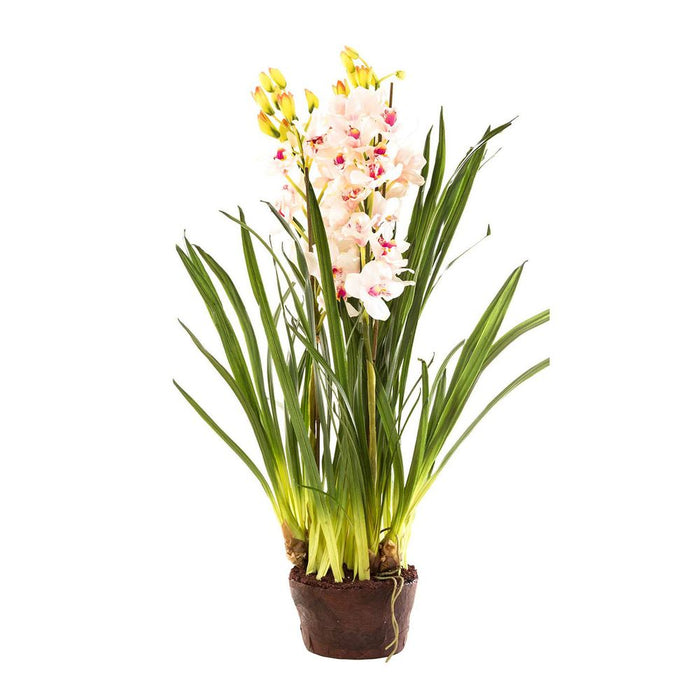 Cymbidium Giant Paper Pot 1.1m