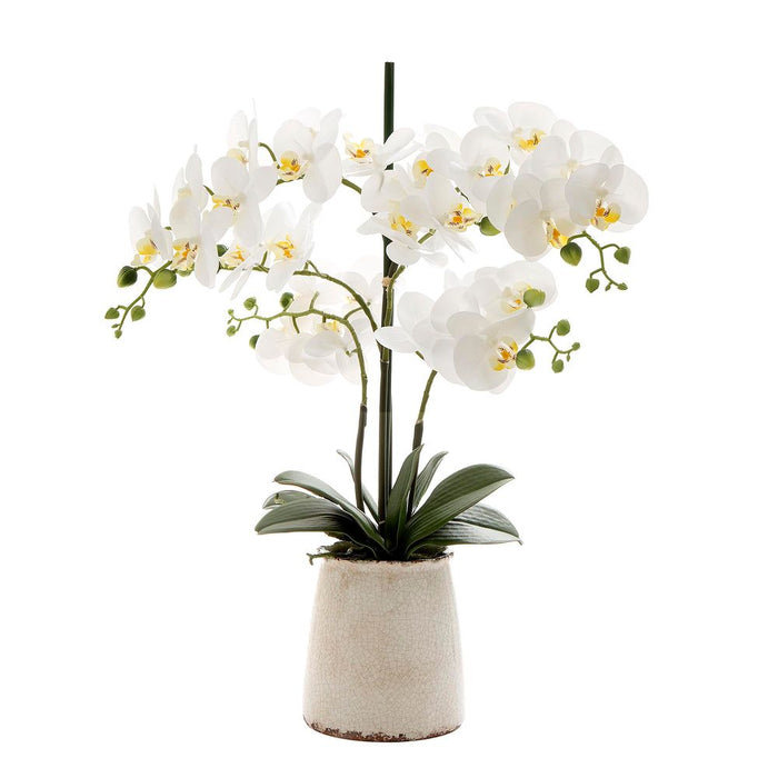 Orchid in Ivory Pot