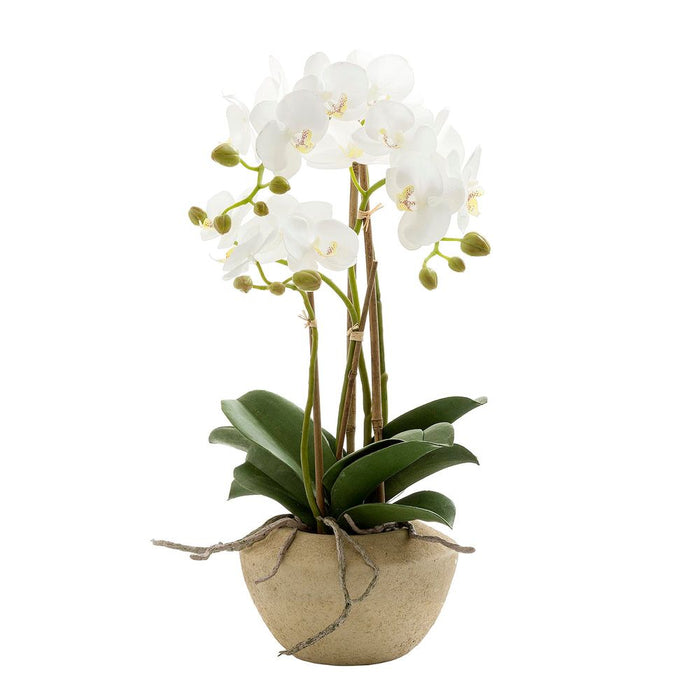 Orchid in Stone Pot