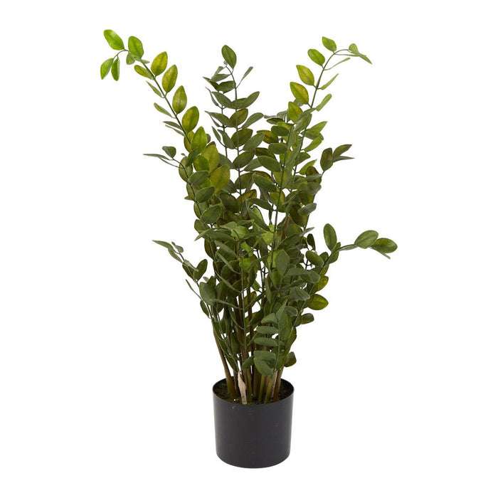 Money Tree Plant in Black Pot