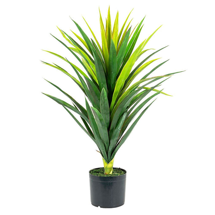 Yucca Plant in Pot