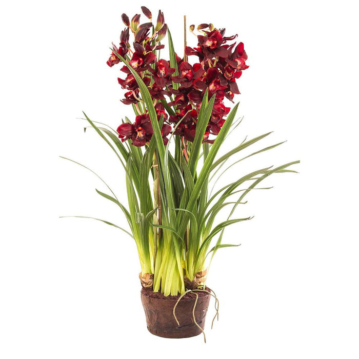 Cymbidium Giant Paper Pot 1.1m