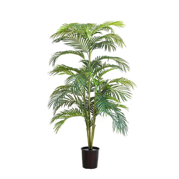 Areca Palm Potted