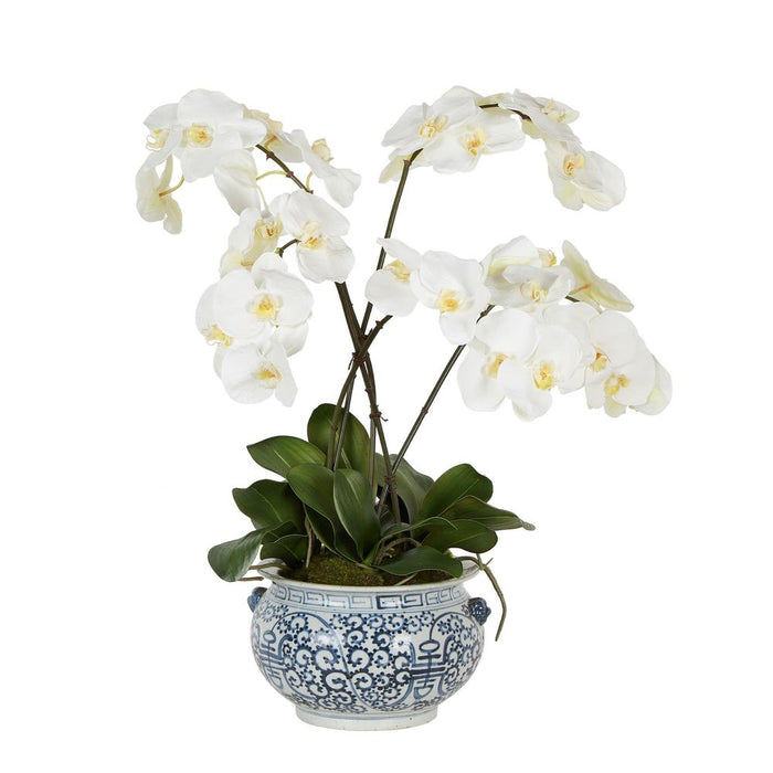 Mahiya Orchid Arrangement