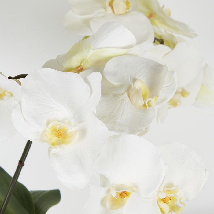 Mahiya Orchid Arrangement