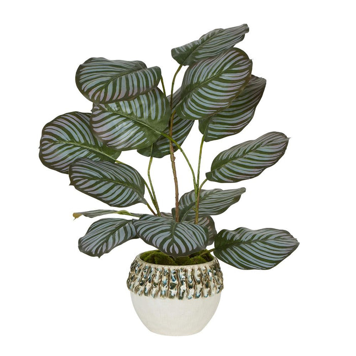 Seaweed Calathea Arrangement