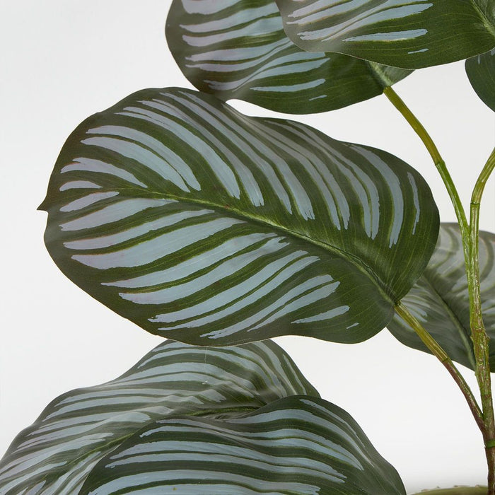 Seaweed Calathea Arrangement