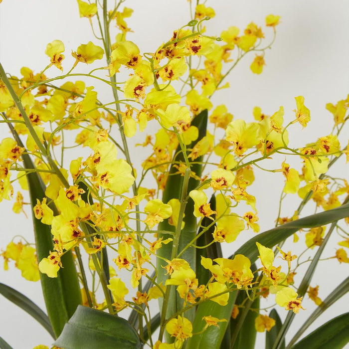 Dancing Orchid Arrangement in Glass Urn Yellow