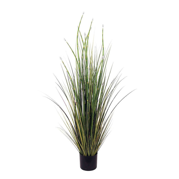 Horsetail Reed Grass in Pot 1.2m