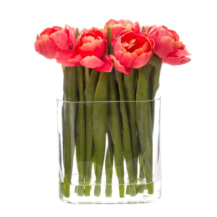 Tulip in Water in Vase