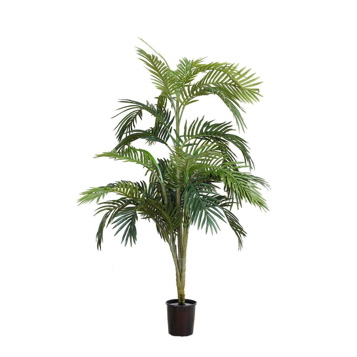 Areca Palm Potted