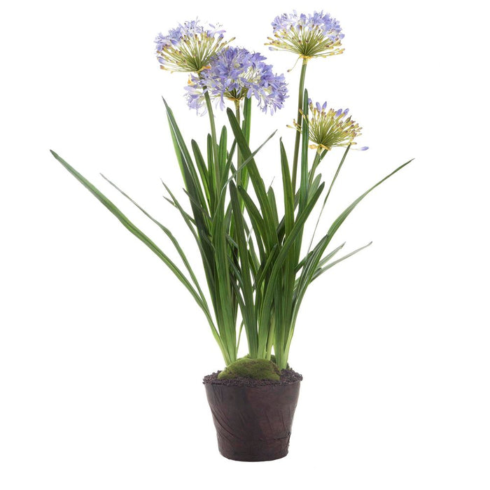 Agapanthus in Paper Pot