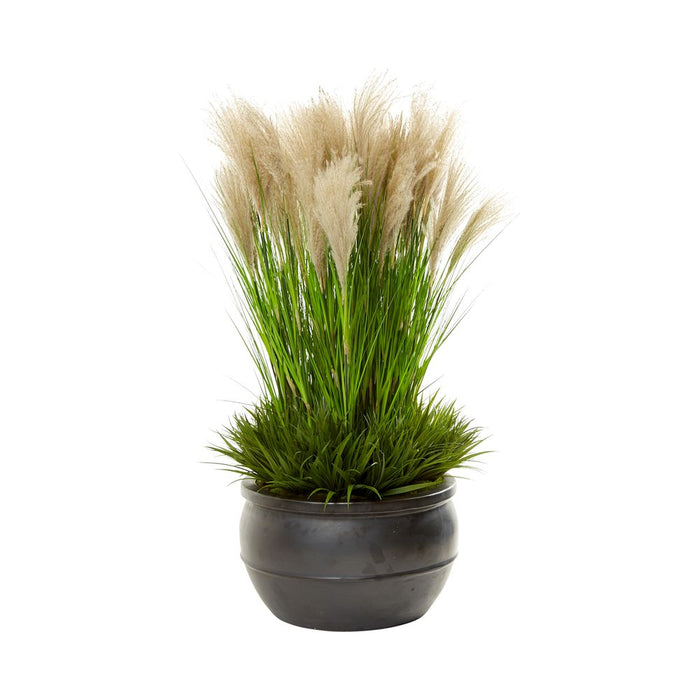 Pampas Grass in Large Charcoal Planter