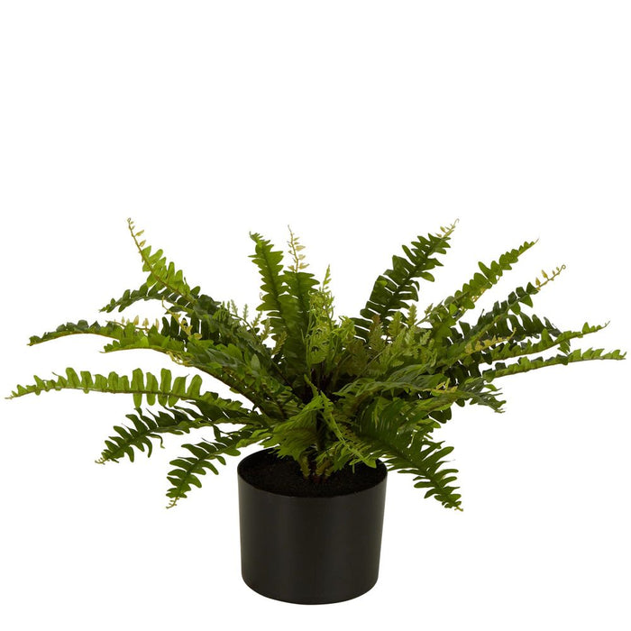 Boston Fern In Black Pot