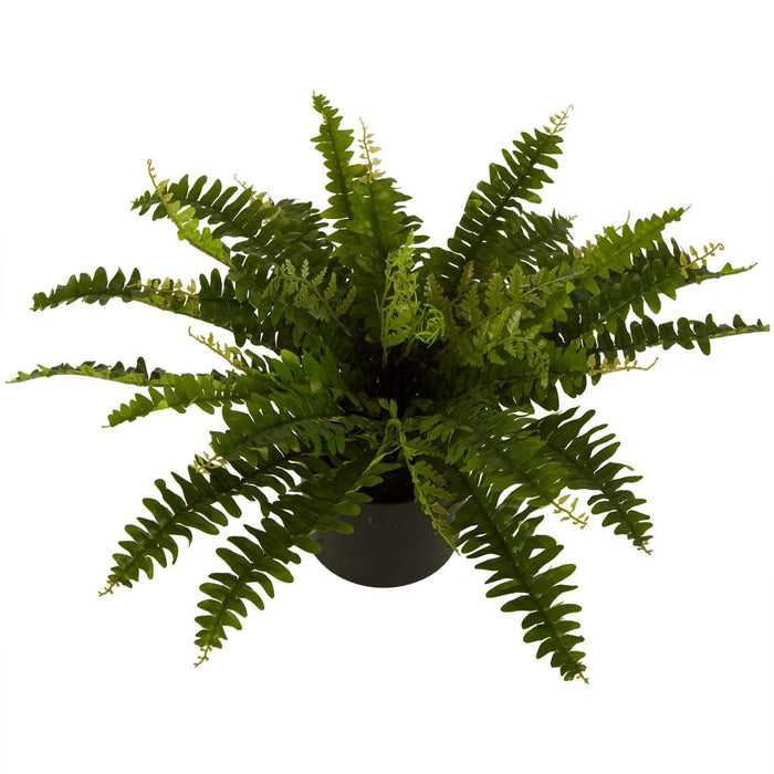 Boston Fern In Black Pot