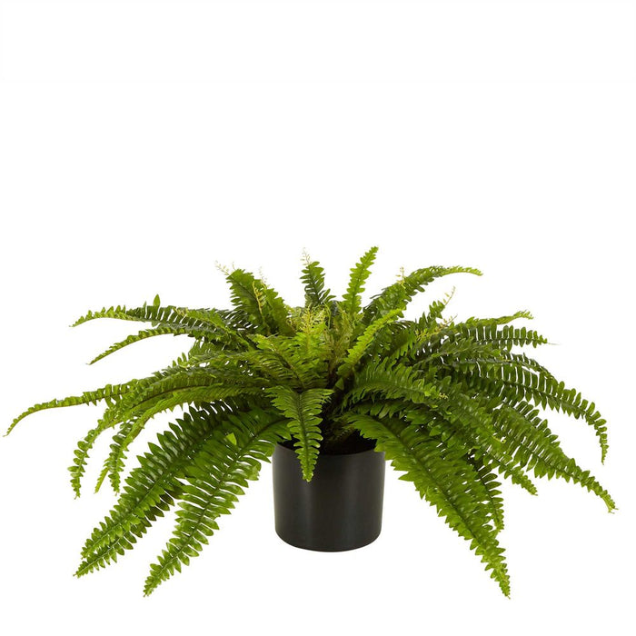 Boston Fern In Black Pot