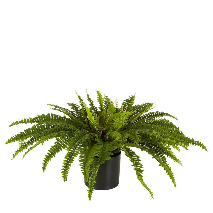 Boston Fern In Black Pot