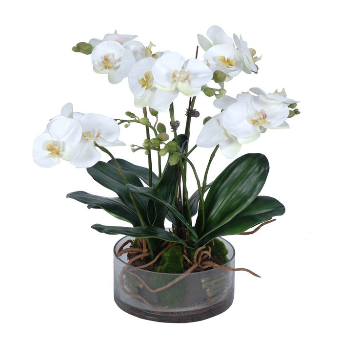 Phalaenopsis Orchid In Glass Pot