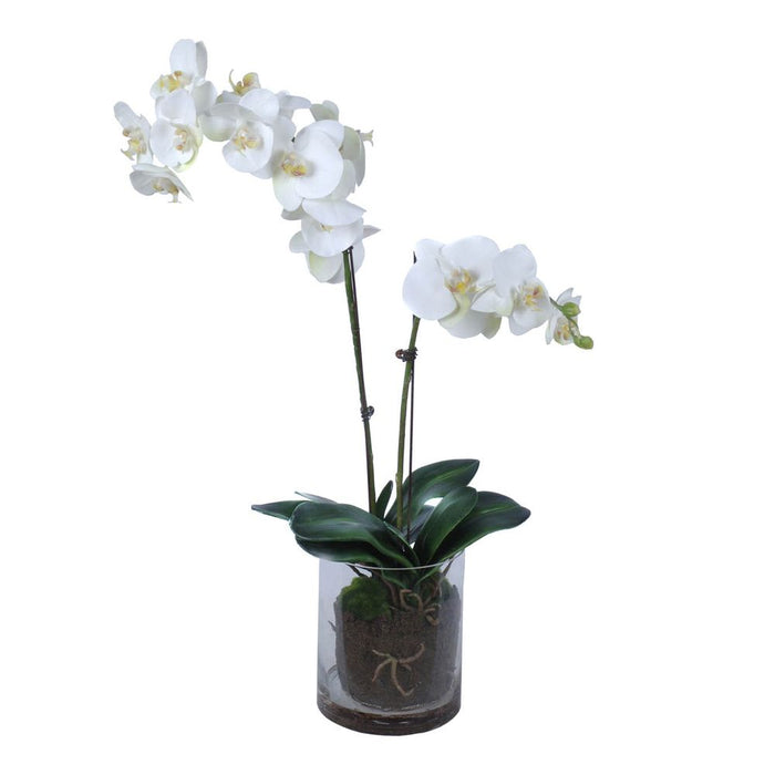 Phalaenopsis Orchid In Glass Pot